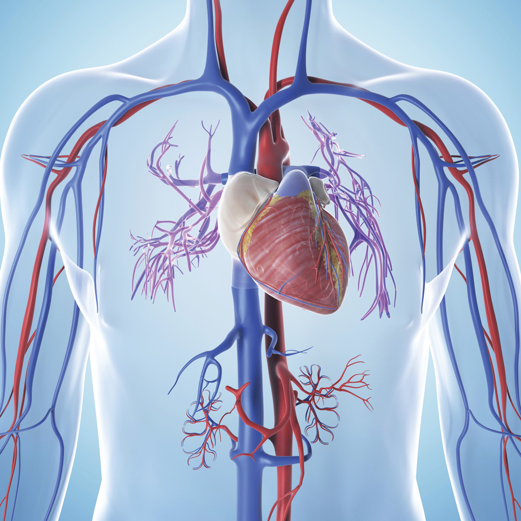Vascular System - Vascular conditions