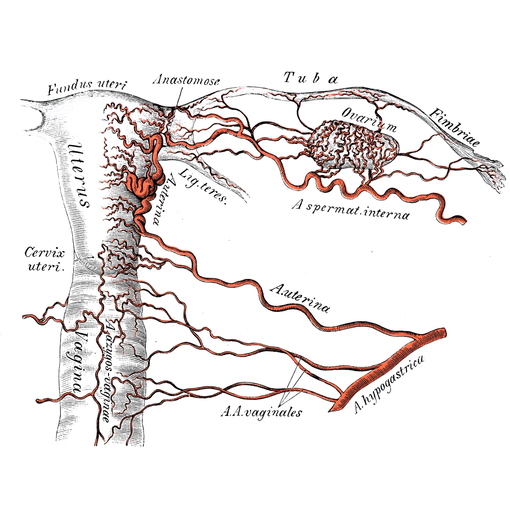 Pelvic congestion syndrome - veins of the uterus
